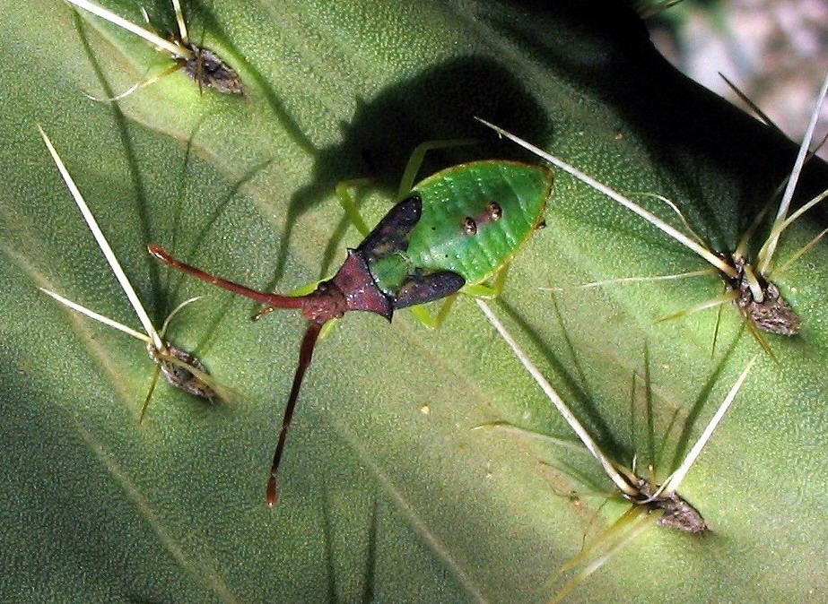 Gonocerus acuteangulatus (ninfa) e Coreus marginatus